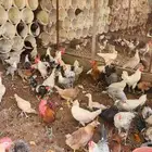 دجاج وديكه للبيع