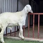 مشروع فحل حري مطور صنف