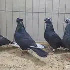طبات قنادي top عروق كوريه