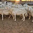 حريات مضاريع وحيل