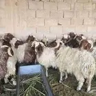 اغنام نعيمي طيبة