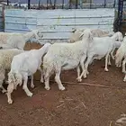 غنم حريات خلفات منوة القناي