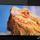 شاشة ASUS ROG Strix XG32UQ 32 بوصة 4K 160Hz IPS