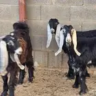 للبيع جفار عارضيات