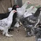 دجاج براهما فروخ عمر 4 شهور