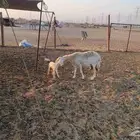 أعرض لكم غنم حري جنب دفيع شرط