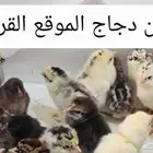 صيصان دجاج