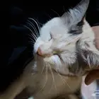 شينو قطوه انثى دلوعه للتبني