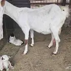 للبيع عنز حجازية معها تيس وجفره