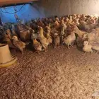 صوص تركي للبيع العدد حول 300 حبه العمر 15 يوم