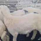 طليان للبيع