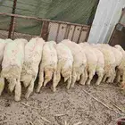 ذبايح للبيع طليان ورخال