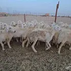 مكه عمق