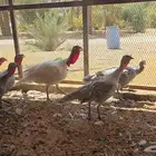 دجاج رومي بياض
