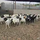 خرفان برابر