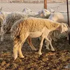 رخال حريات حرش صنف فاخر
