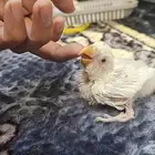 فروخ روز البينو ( تم البيع )