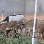 منقية ماعز جنوبي