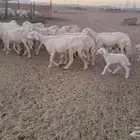 أعرض لكم غنم حري طيب خلفات طيب