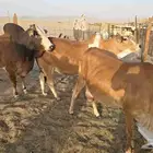 بقرتين بلدي لقحات وثور