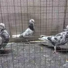 حمام قطيفي اخوان وطبات