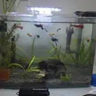 اسماك جوبي وهارلي كوين راسبورا