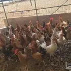 يوجد ديوك بلدي