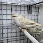 كناري ايزابيل وساتنيت