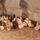 لبيع صيصان دجاج مشكل العمر 5ايام الموقع ..القريات