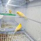 جوز كناري منتج و مغرد
