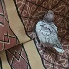 فروخ كروان ( تم البيع )