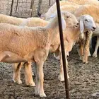 61 رخله حريه صنف