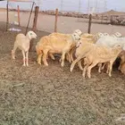 أعرض لكم رخل حرش طيب بالحيل السن جدعه