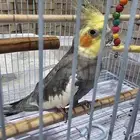 كروان للبيع مع القفص