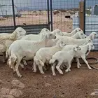 غنم حريات خلفات بهمها كبار