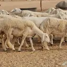رخال حريات حرش صنفها طيب