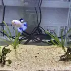 BETTA FISH FOR SALE