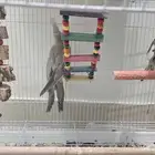 للبيع كروان زوج اليفين