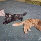 قطط للتبني لدواعي السفر