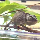 الحرباء Chameleon