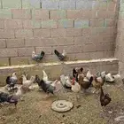 دجاج بلدي منتج