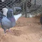 كنوق مداين للبيع