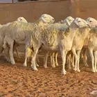 رخال فواخر صنف خلفات ودفيع شرط