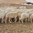 غنم حريات دفيع على ولاده