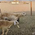 رخال 32 حريات