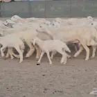 ضان خلفات وجنب