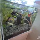 جوبي مع هارلي كوين راسبورا مع مولي