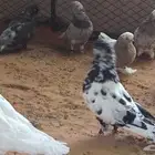 حمام لونق