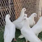 Qatayef Gharniq Qatm sold