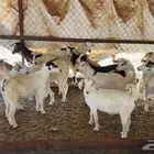 عنقان طيبة بالحيل للبيع 15 راس